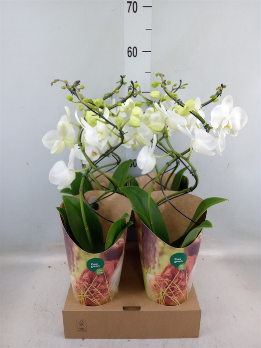 <h4>Phalaenopsis  'GbZ TwisterZ'</h4>