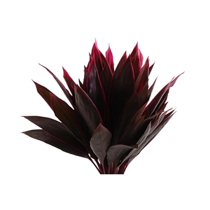 Cordyline Leaf Red Top