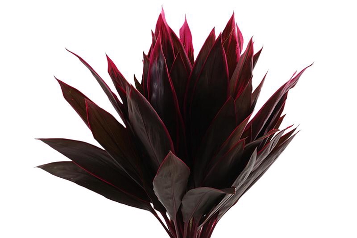 <h4>Cordyline Leaf Red Top</h4>