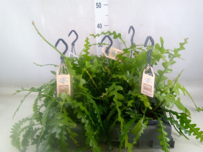 <h4>Epiphyllum anguliger</h4>