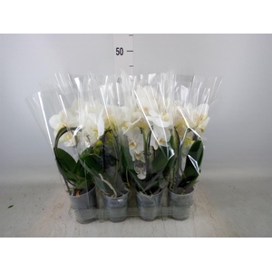 Phalaenopsis  'Elegant Cascade'