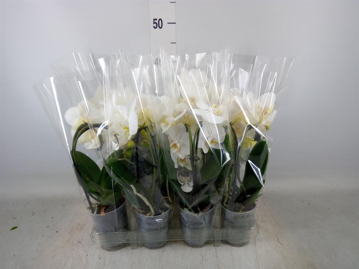 <h4>Phalaenopsis  'Elegant Cascade'</h4>