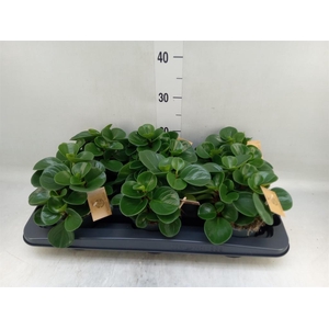 Peperomia obt. 'Green Gold'