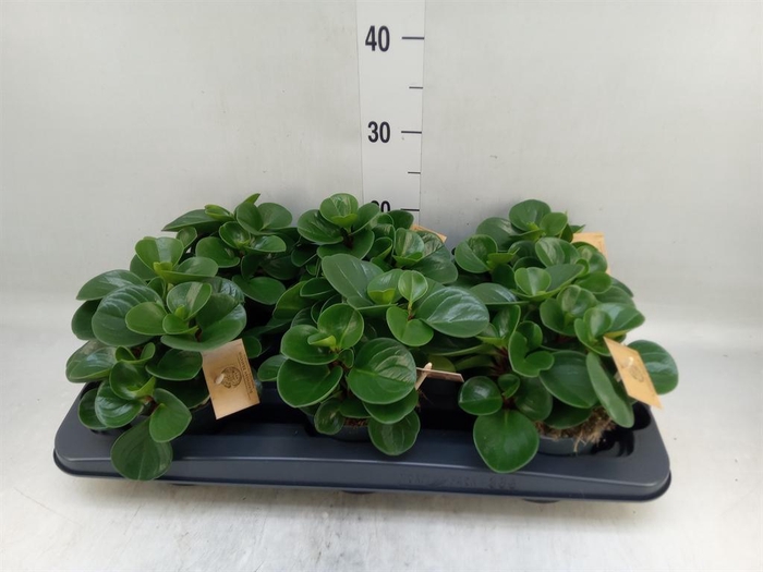 <h4>Peperomia obt. 'Green Gold'</h4>