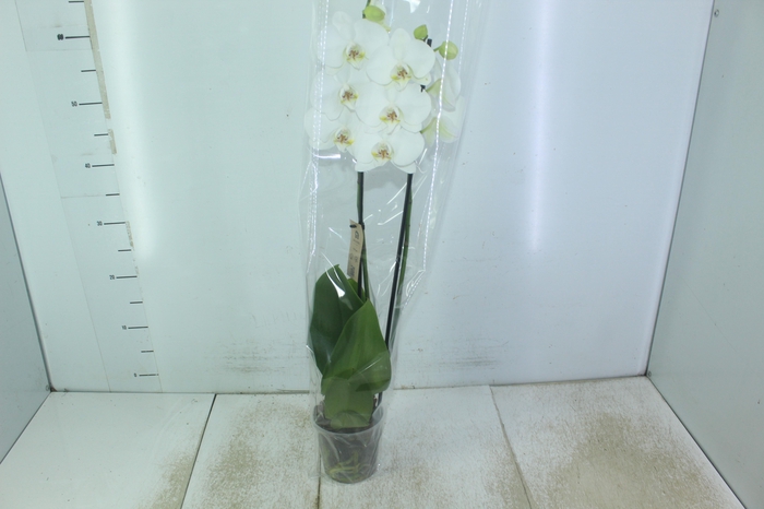 <h4>PHALAENOPSIS P12 BRANCO 2 HT</h4>