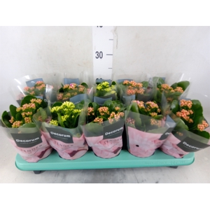 Kalanchoe blos. 'Serenity'   ...mix