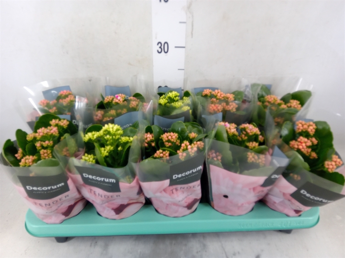 <h4>Kalanchoe blos. 'Serenity'   ...mix</h4>