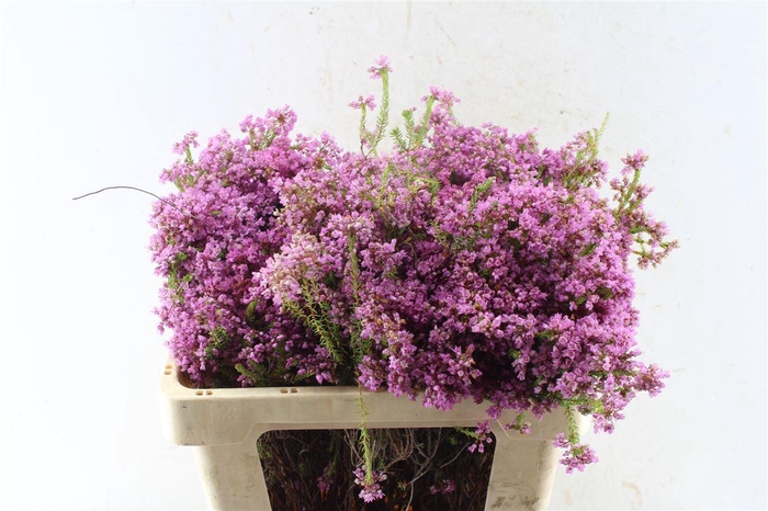 <h4>Kaaps Erica Cubica</h4>