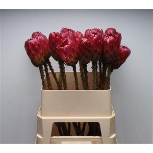 Protea Brenda No Leaves