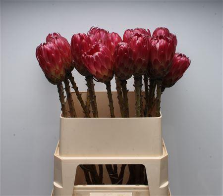 <h4>Protea Brenda No Leaves</h4>