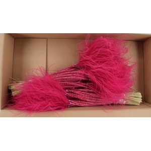 DF Stypha 60cm Bs Cerise