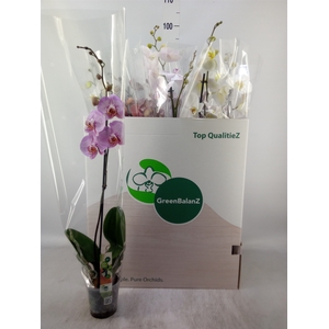 Phalaenopsis   ...mix