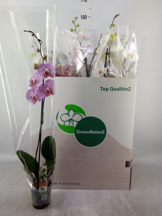 <h4>Phalaenopsis   ...mix</h4>