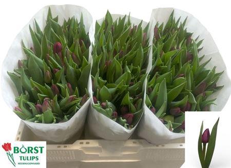 <h4>Tu En Purple Prince</h4>