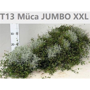 Mueca T13(muehlenbeckia)