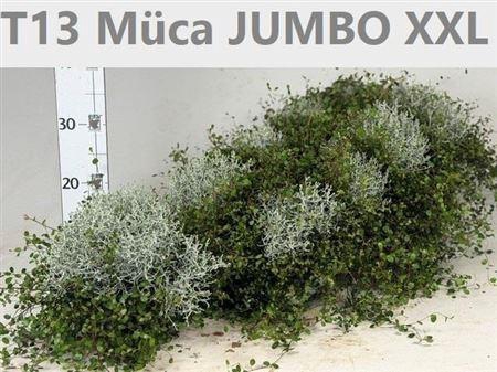 <h4>Mueca T13</h4>