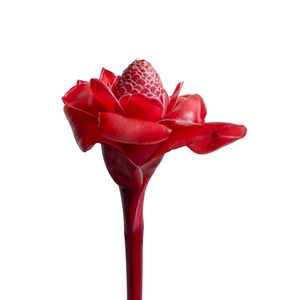 Torch Ginger Pink