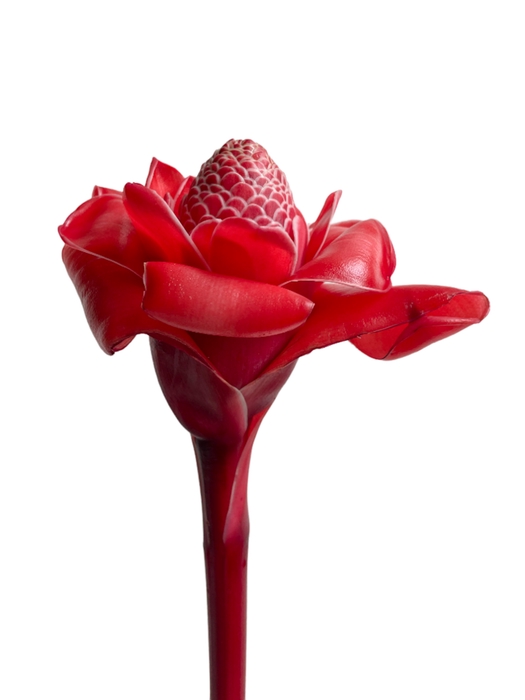 <h4>Torch Ginger Pink</h4>
