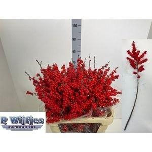 <h4>ILEX VE RODE BES</h4>