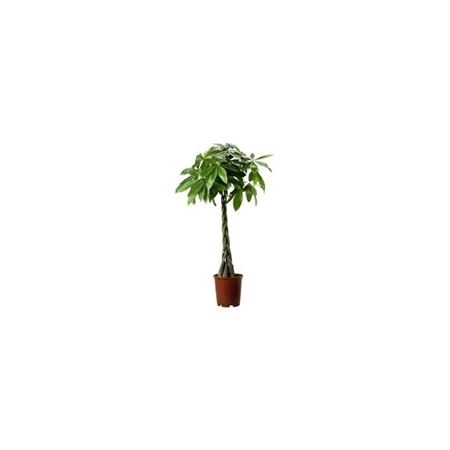 <h4>Pachira Aquatica 27 Cm</h4>