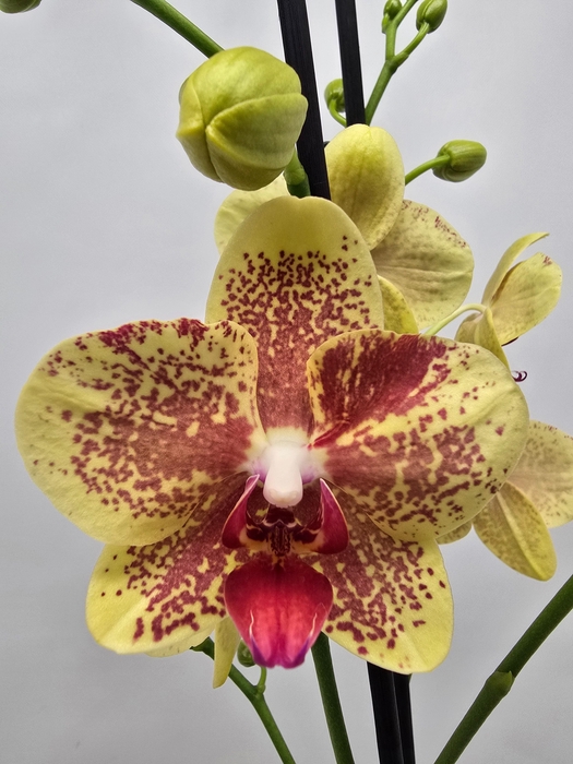 <h4>Limited 22 week 17</h4>