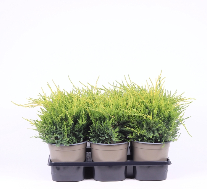 <h4>Juniperus x pfitzeriana 'Gold Coast'</h4>