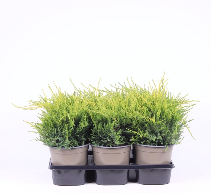<h4>Juniperus x pfitzeriana 'Gold Coast'</h4>