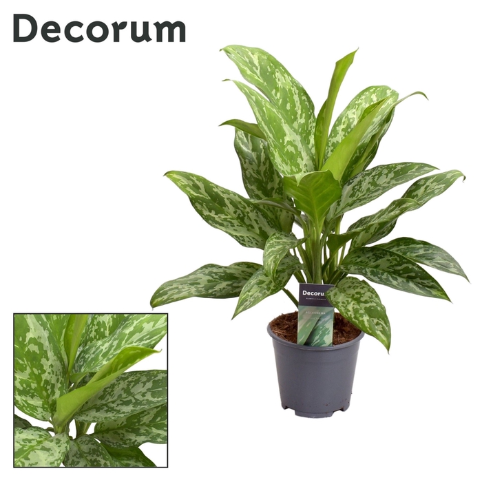 <h4>Aglaonema Green Lady</h4>