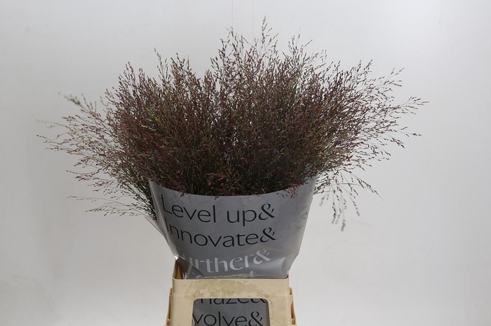 <h4>Panicum Warrior</h4>