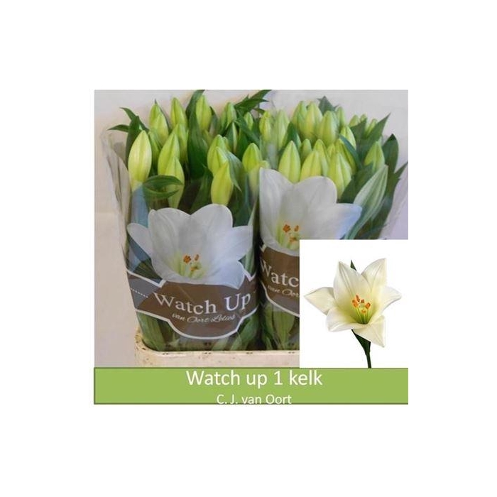 <h4>Li Lf Watch Up</h4>