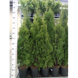 Thuja occid. 'Smaragd'