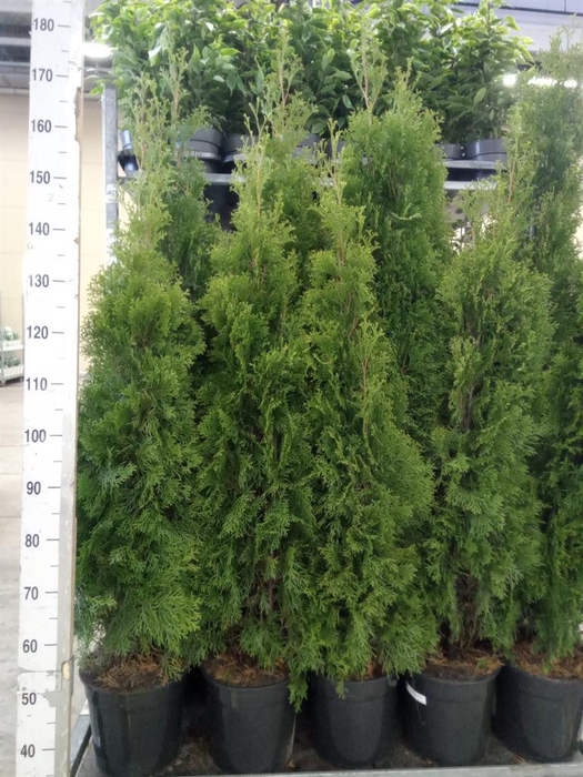 <h4>Thuja occid. 'Smaragd'</h4>