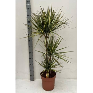 Dracaena marginata Sunray 24Ø 115cm 3pp