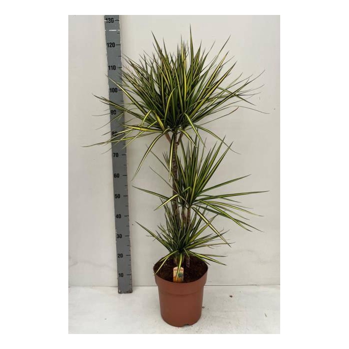 <h4>Dracaena marginata Sunray 24Ø 115cm 3pp</h4>