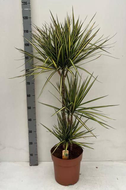 Dracaena marginata Sunray 24Ø 115cm 3pp