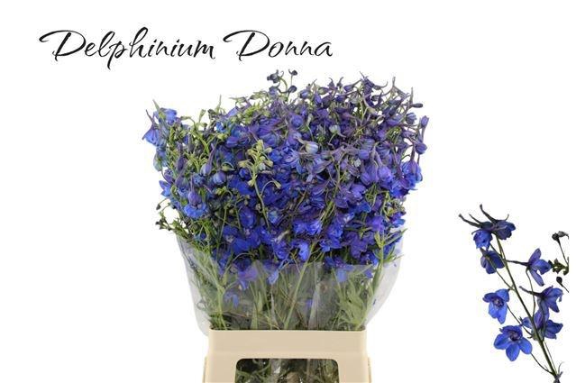 <h4>DELPH EN DONNA</h4>