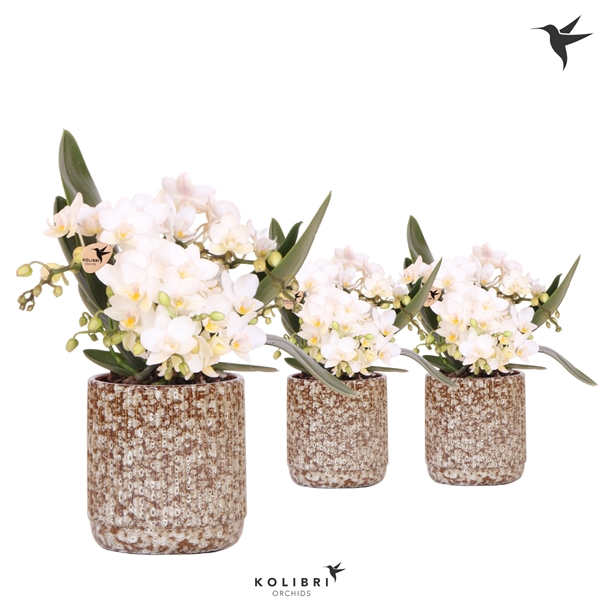 <h4>Phalaenopsis Multifloratypes Anthura Nazare</h4>