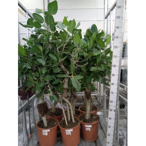 Ficus benghalensis 'Audrey'