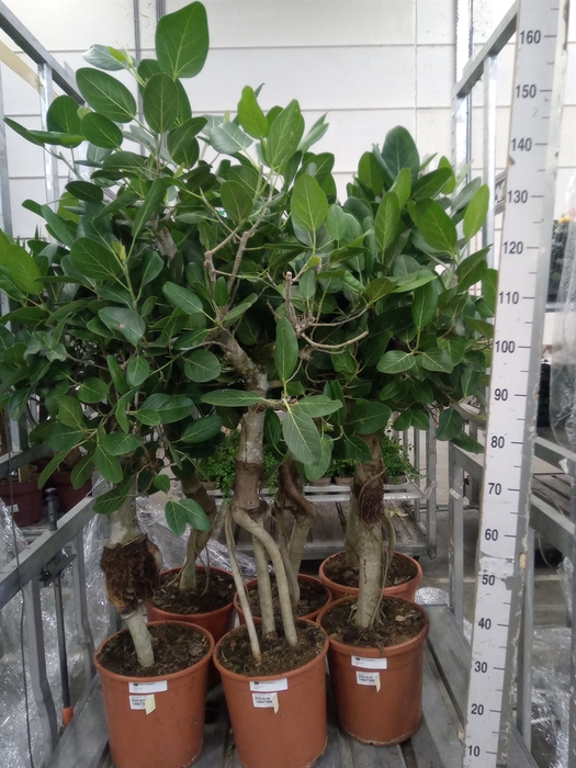 <h4>Ficus benghalensis 'Audrey'</h4>