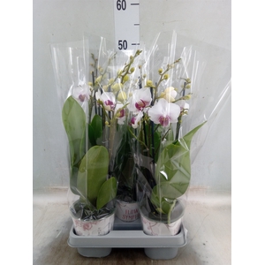 Phalaenopsis   ...white