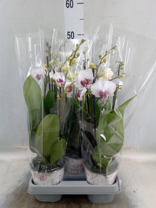 <h4>Phalaenopsis   ...white</h4>