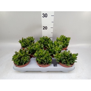 Crassula ovata 'Gandalf'
