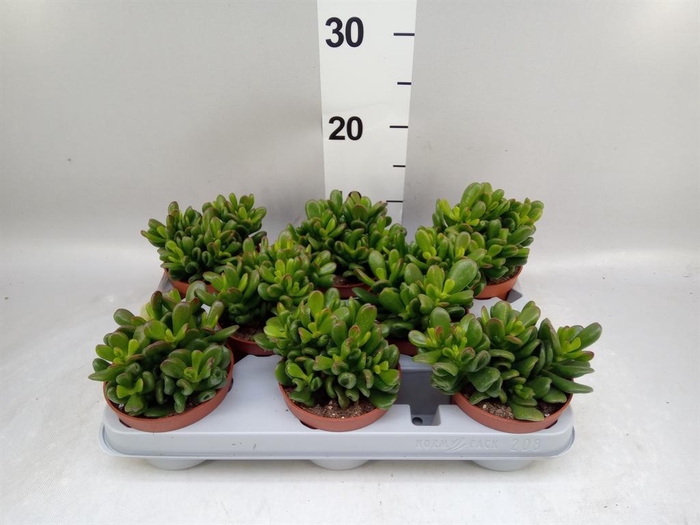 <h4>Crassula ovata 'Gandalf'</h4>