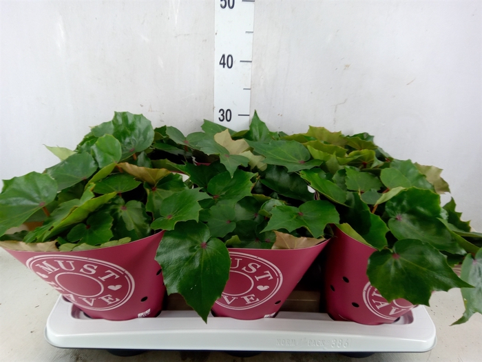 <h4>Begonia BD 'Rubi Verde'</h4>