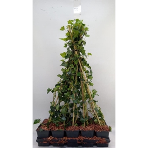 Hedera hibernica