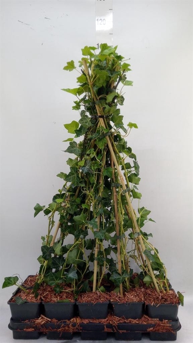 <h4>Hedera hibernica</h4>