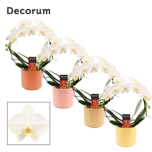 Phalaenopsis boog wit in Kaya (Sympathetic moods-collection)