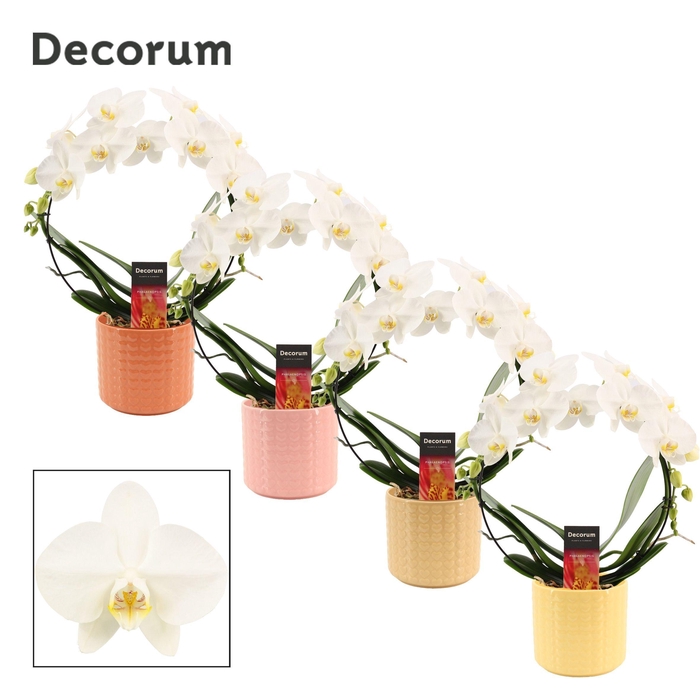 <h4>Phalaenopsis boog wit in Kaya (Sympathetic moods-collection)</h4>