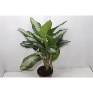 AGLAONEMA PATAYA P17