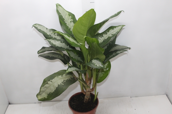 <h4>AGLAONEMA PATAYA P17</h4>